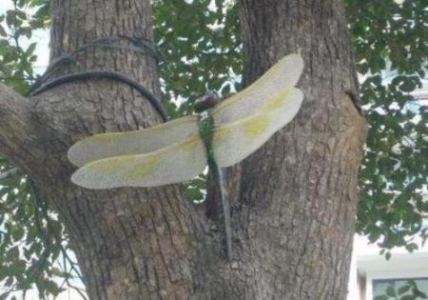 开过花的水仙头还能继续培养吗？