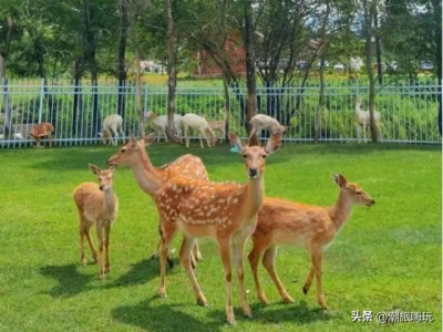 玫瑰锈病的防治方法