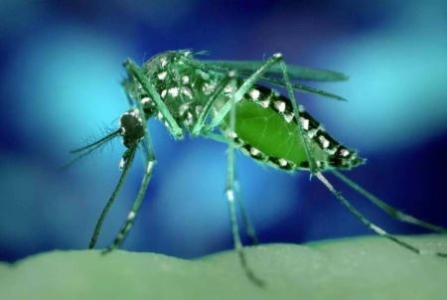 事件真相：世界上最大的昆虫，盘点12个超巨型大虫子？图