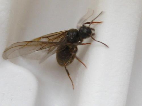 屋内出现很多带翅膀的蚂蚁 驱赶蚂蚁最简单实用的办法