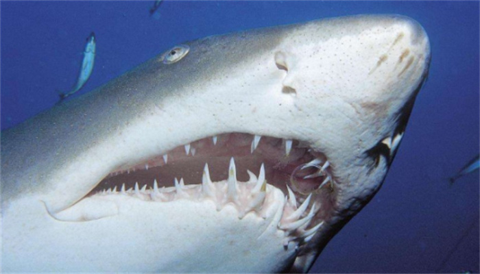 远古鲨鱼是如何进化的（从牙齿的形状尺寸开始）