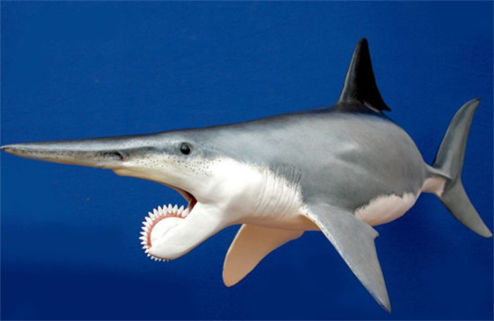 远古鲨鱼是如何进化的（从牙齿的形状尺寸开始）